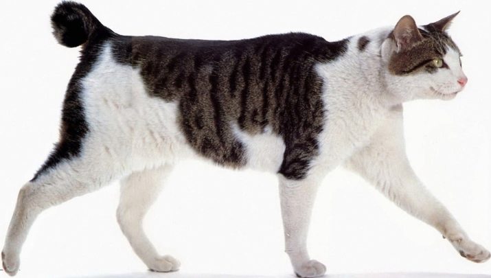 Кошки породы бесхвостых кошек