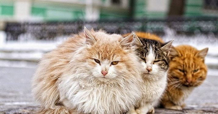 Бездомные кошки каких пород