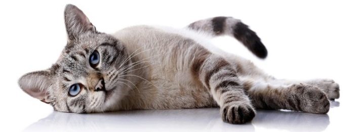 Почему беззерновой корм для кошек лучше