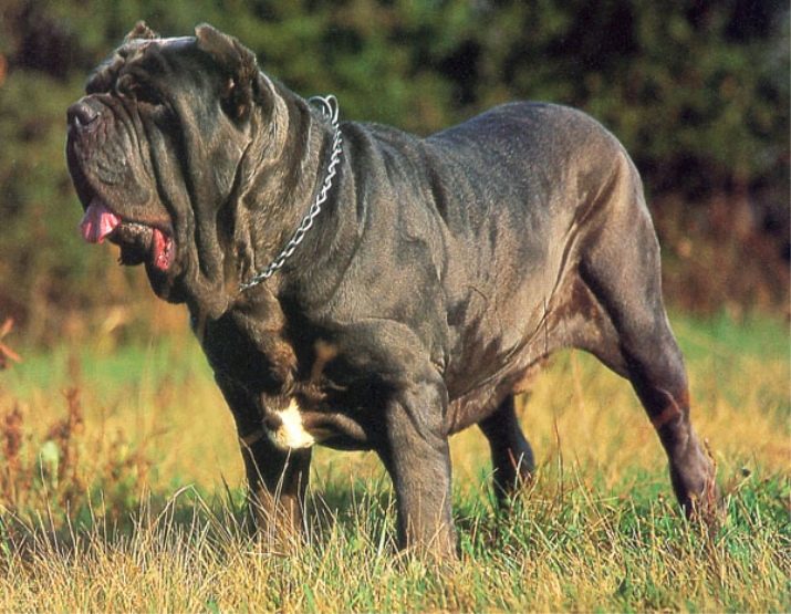 Гладкошерстные собаки больших пород