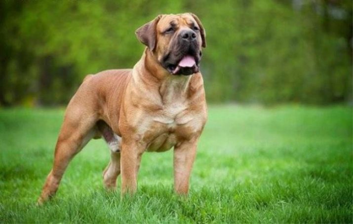 Порода больших высоких собак гладкошерстная