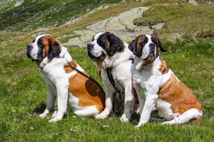 Большие пушистые собаки с фотографиями и названиями