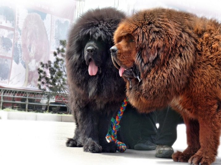 Породы больших пушистых собак с фотографиями