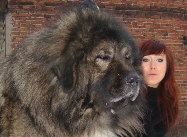 Лохматая большая собака фото порода