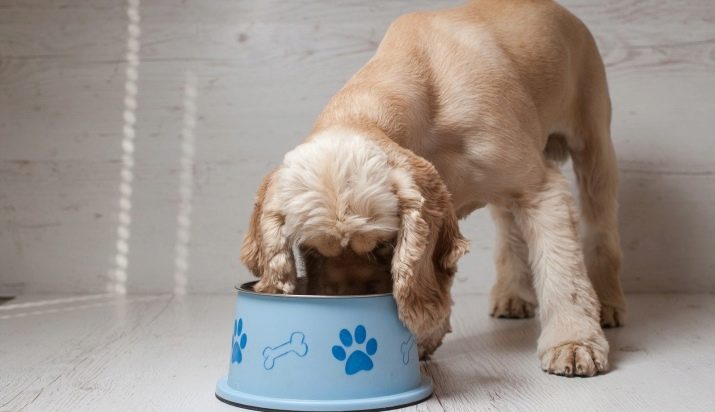 Как кормить собак пород кокер спаниель