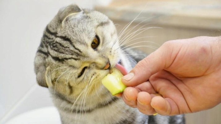 Корм для питание у вислоухой кошки