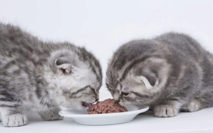 Как давать корм кошкам шотландским