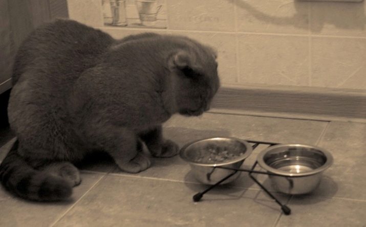 Как кормить кошек породы шотландская вислоухая