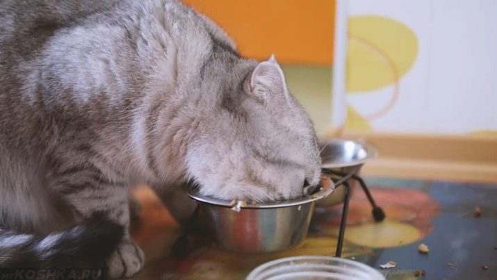 Что едят кошки шотландской породы