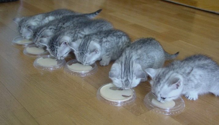 Сухой корм для кошек шотландская прямоухая