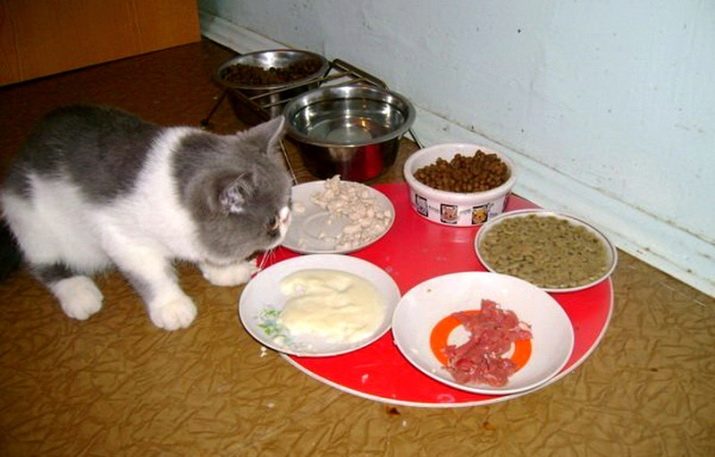 Порода кошек шотландская прямоухая питание