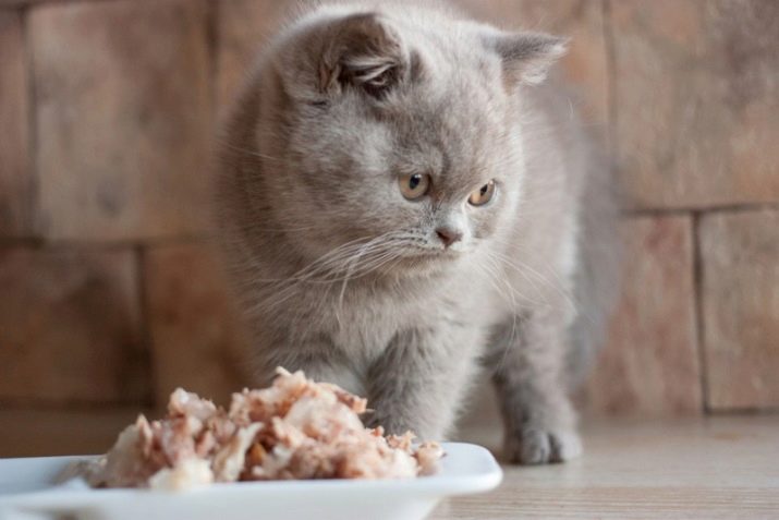 Питание кошек породы скоттиш страйт