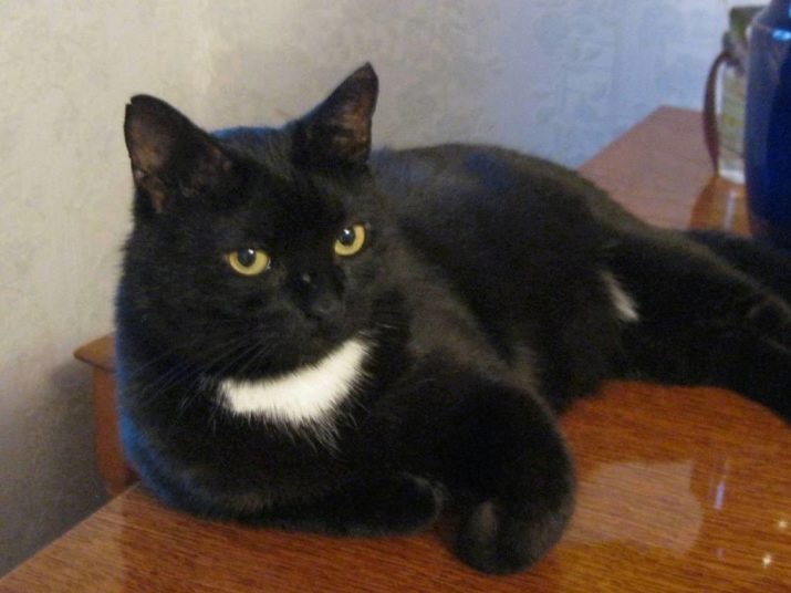 Кошка черная с белыми лапами порода