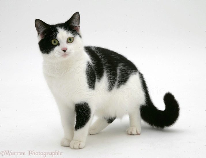 Кошка черная с белыми ушами порода