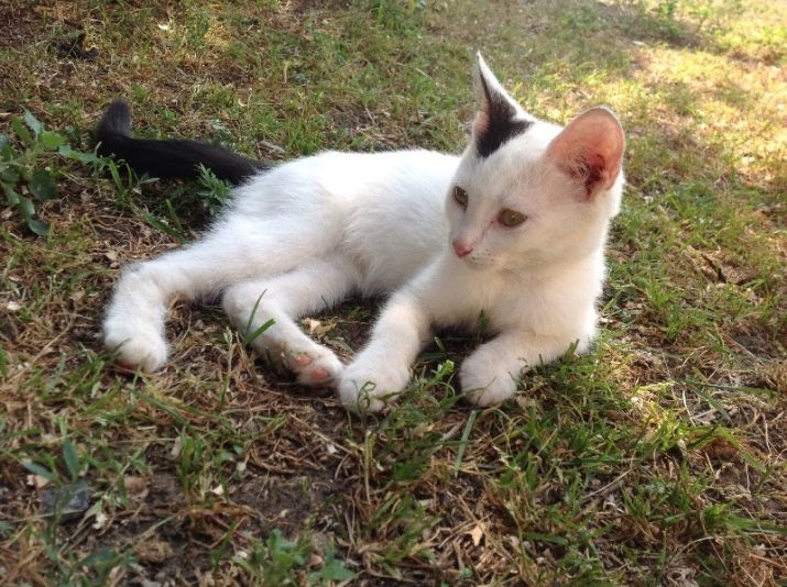 Белая кошка с черными пятнами пушистая порода
