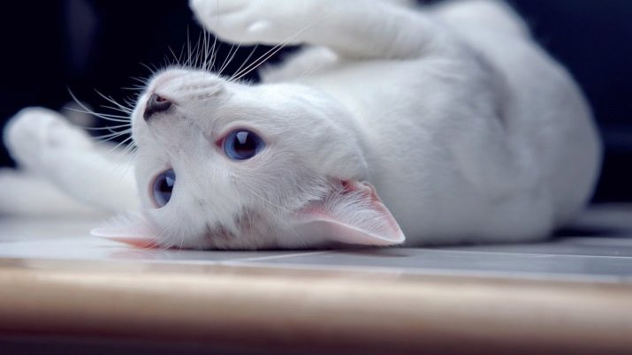 Кошка белая с черными пятнами порода