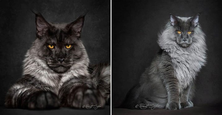 Черно белая порода кошек фото