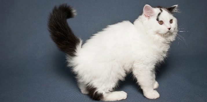 Как называется порода кошек белые с черными пятнами