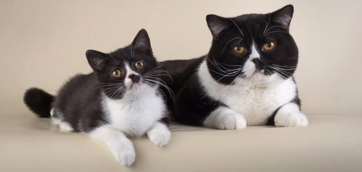 Кошки разных пород в черно белом