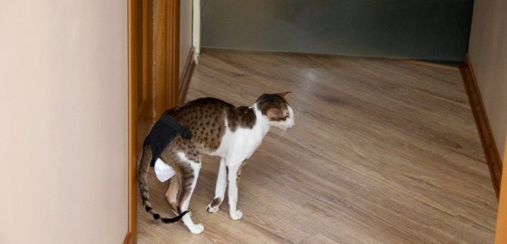 Чем отмыть дверь от кошек