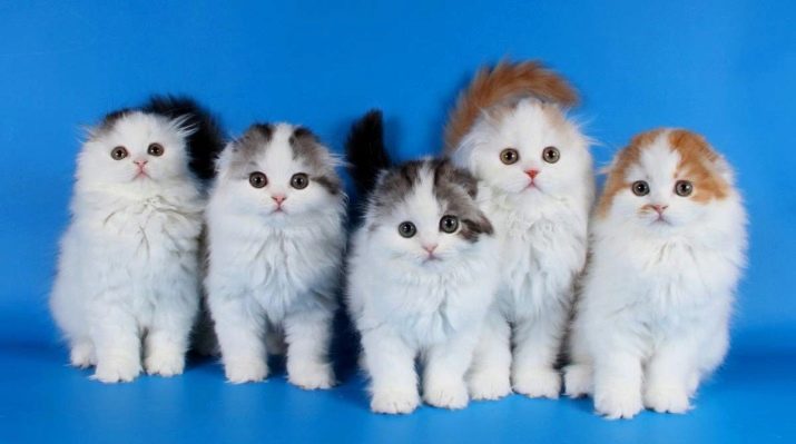 Вислоухие кошки с длинной шерстью все породы