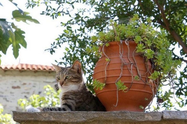 Кошки эгейской породы фото