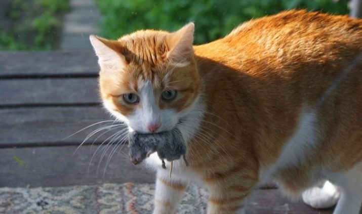 Одомашнивание кошек породы кошек
