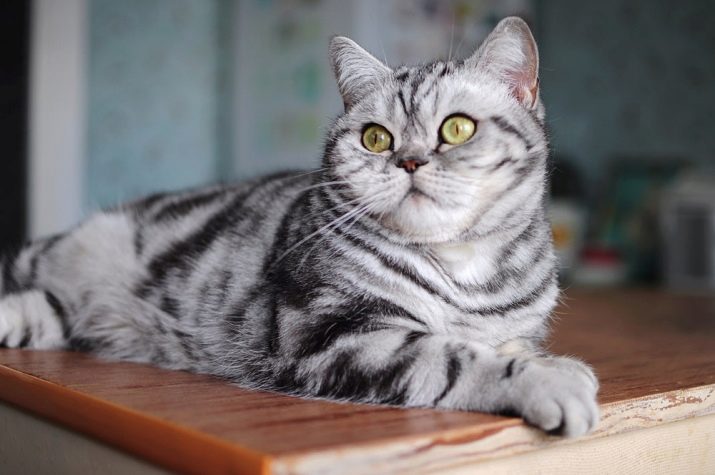 Породы кошек с фотографиями как узнать