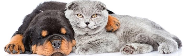 Породы кошек с фотографиями как узнать