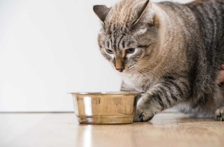 Как переводить с корма на корм кошку