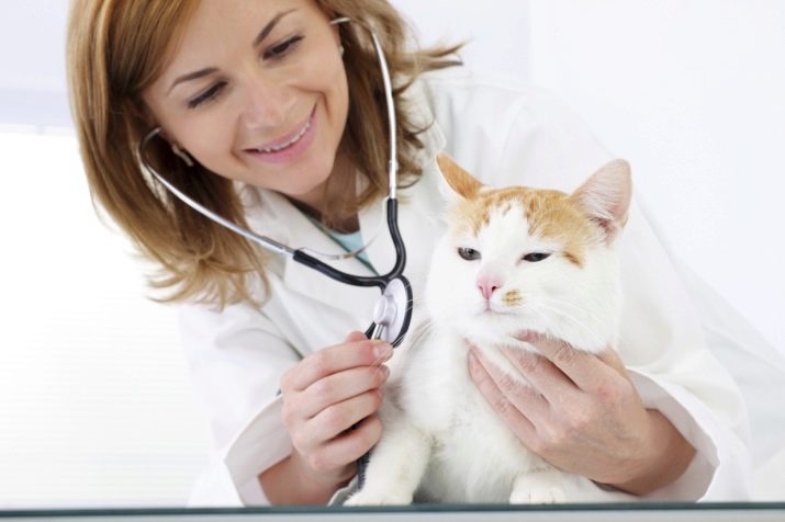 Как переводить кошку на лечебный корм