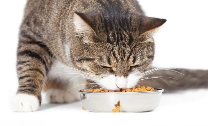 Почему нельзя менять корм для кошки