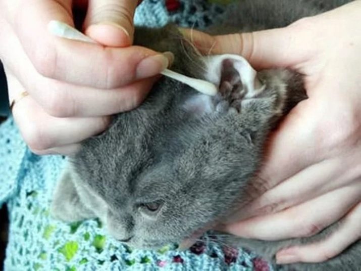 Уход за котятами шотландской вислоухой породы кошек thumbnail
