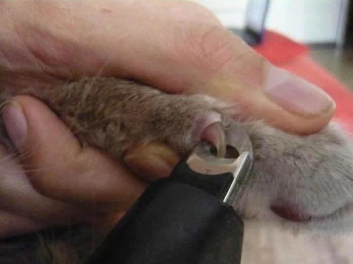 Шотландская вислоухая кошка уход и кормление прививки о породе