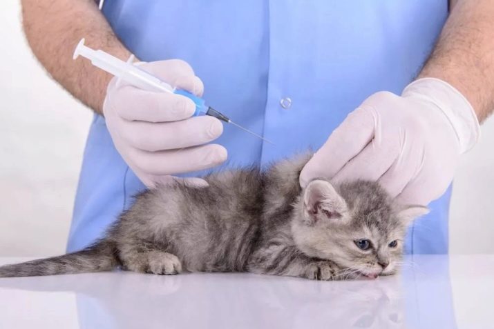 Уход за вислоухими котятами прививки