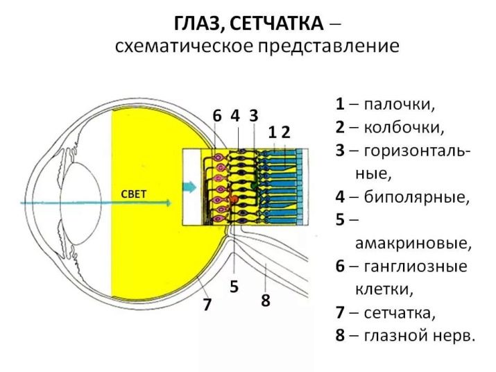 В каком свете смотрят собаки thumbnail