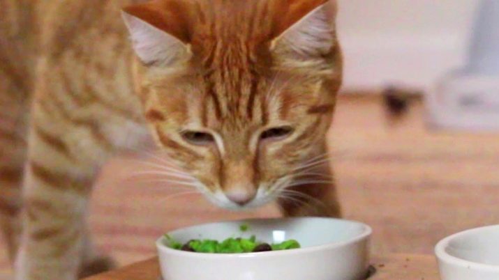 Вегетарианский корм для кошки thumbnail