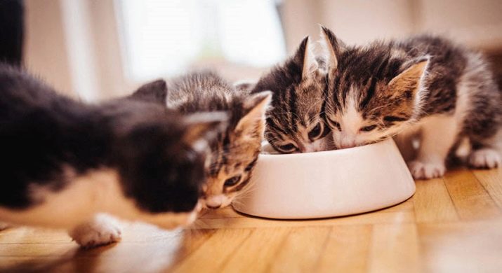 Вес кошек по месяцам корм