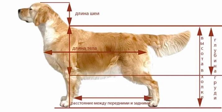 Размеры собак породы лабрадор