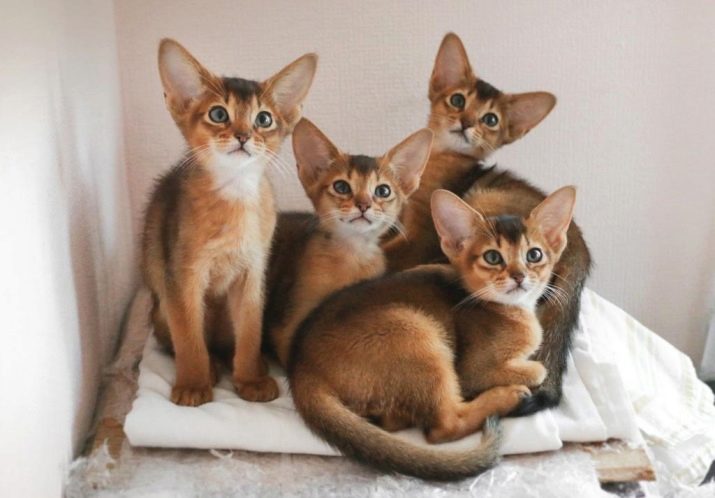 Породы кошек для квартиры