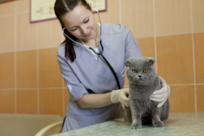 Во сколько месяцев стерилизовать кошку шотландскую прямоухую кошку