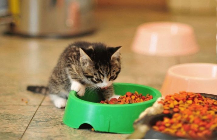 С какого возраста кошке можно давать сухой корм
