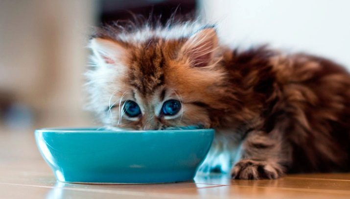 Сухой корм для кошек с какого возраста