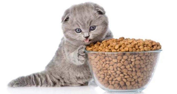 С какого возраста кошек можно кормить сухим кормом