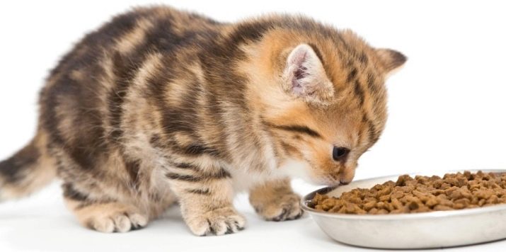 С какого возраста кошке можно давать сухой корм