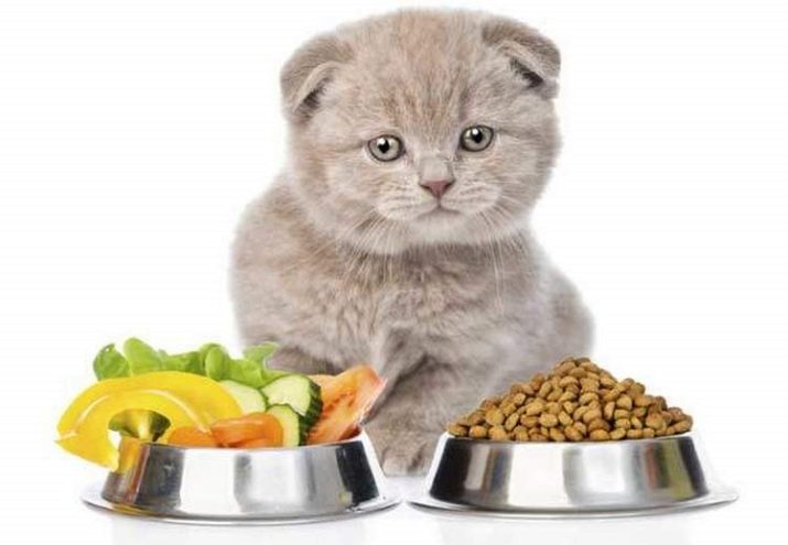 С какого возраста кошку можно кормить сухим кормом