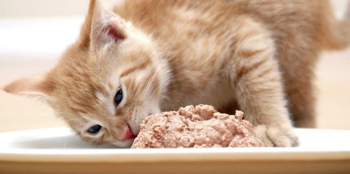 Корм для кошек в пакетиках влажный чем кормить