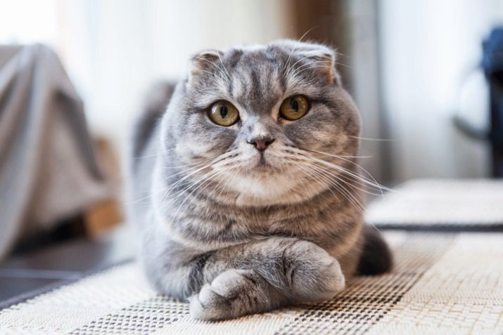 Фото кошек породы шотландская короткошерстная кошка