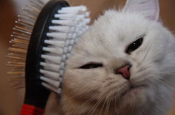 Шотландская короткошерстная кошка фото описание породы