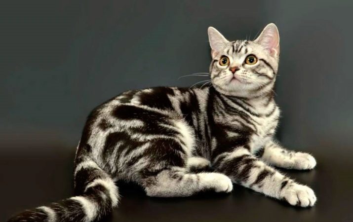 Гладкошерстные Кошки Породы Фото И Названия